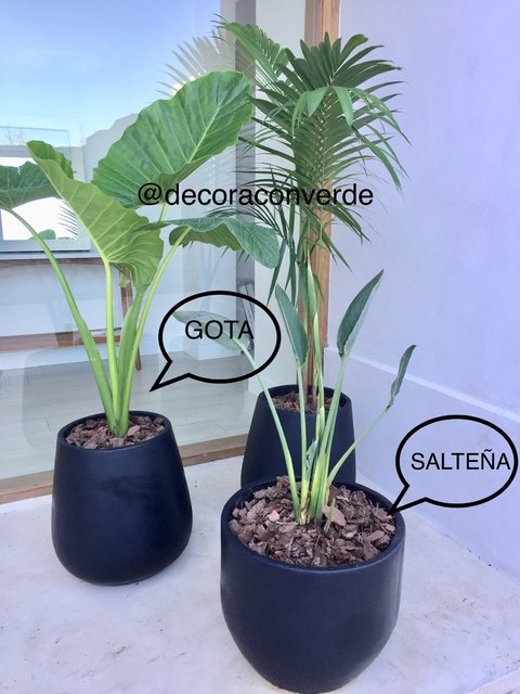 Maceta Salteña negra + Alocasia