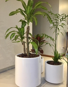 Cilindro liviano mate con planta a elección