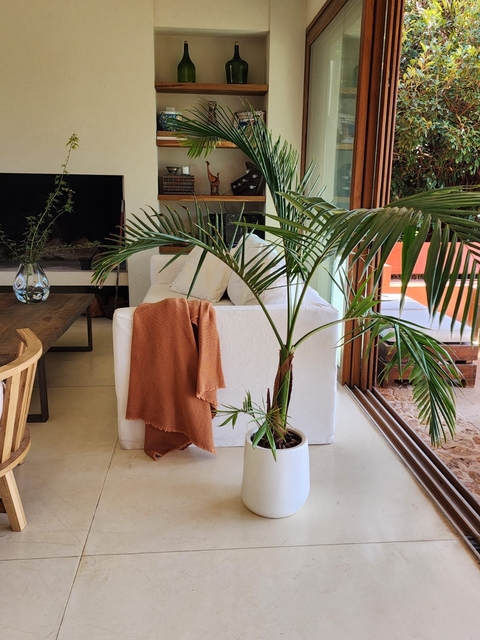 Mini Gota con Palmera alta