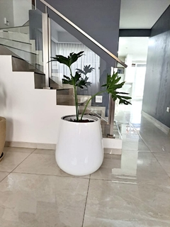 MACETA FIBRA DE VIDRIO NEGRO O BLANCO BRILLANTE/ MATE 50 CM CON PLANTA A ELECCION