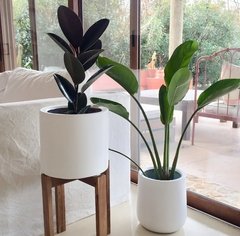 Maceta FIBRA DE VIDRIO GOTA con Strelitizia Reginae - Decora con Verde