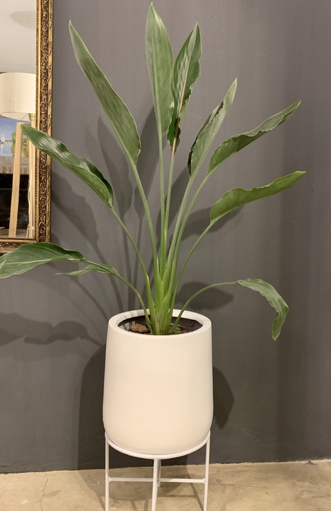 Maceta Gota Fibra de Vidrio con pie de hierro más planta tropical