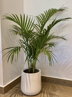 Palmera con Maceta Gota FIBRA DE VIDRIO en internet