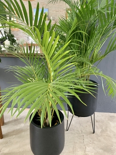 Palmera con Maceta Gota FIBRA DE VIDRIO en internet