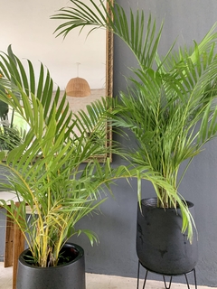 Palmera con Maceta Gota FIBRA DE VIDRIO - tienda online