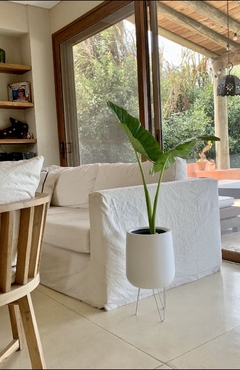 Mini Gota con pie de hierro Palo de Agua/ Alocasia en internet