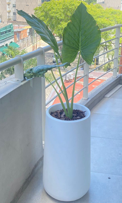 MALBEC Gota alta 70 cm mas Strelitzia Nicolae - comprar online