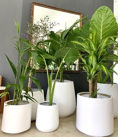 Cilindro liviano mate con planta a elección - comprar online