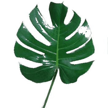 Decora con Verde