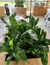 Imagen del carrusel Decora con Verde