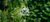 Carrusel SEED