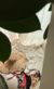 Less Coco Clasica Talle U en internet