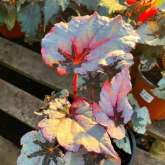 Imagen de BEGONIA REX