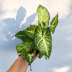 SYNGONIUM BUTTERFLY