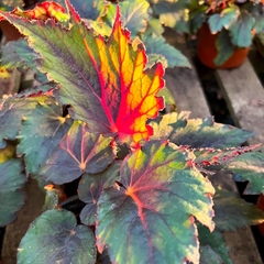 BEGONIA REX - tienda online