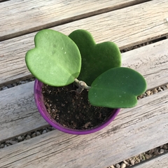 HOYA KERRII en internet