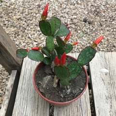 RHIPSALIDOPSIS, SANTA TERESITA O CACTUS ORQUÍDEA FUCSIA - comprar online