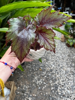 DÚO TETRIS + BEGONIA REX