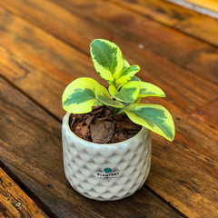 DÚO MACETA TETRIS + PEPEROMIA VARIEGADA