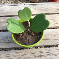 HOYA KERRII en internet