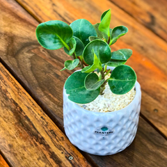 DÚO MACETA TETRIS + PEPEROMIA - comprar online