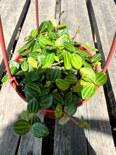 PEPEROMIA SANDIA/TERRAGONA - Plantery