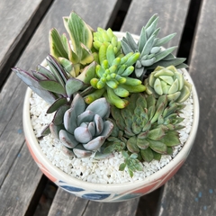 DÚO MACETA RECHONCHA MULTICOLOR + MIX SUCUS - Plantery