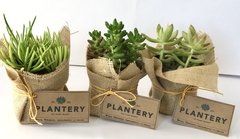 SUCULENTA CHICA 9CM - Plantery