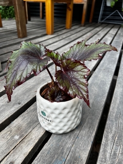 DÚO TETRIS + BEGONIA REX - Plantery