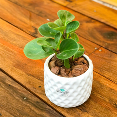 DÚO MACETA TETRIS + PEPEROMIA