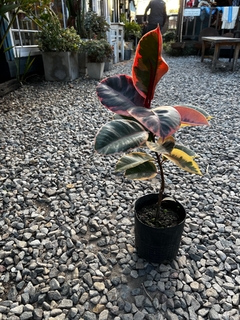 FICUS RUBI en internet