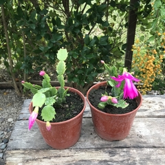 RHIPSALIDOPSIS, SANTA TERESITA O CACTUS ORQUÍDEA FUCSIA - Plantery