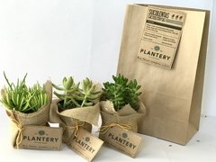 SUCULENTA CHICA 9CM - tienda online