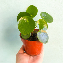 PILEA PEPEROMOIDES en internet