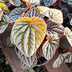 Peperomia Caperaya Rubella / Peperomia Rugosa