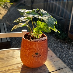 DÚO MACETA PRIMAVERA + SYNGONIUM - tienda online