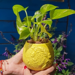 DÚO MACETA COLIBRÍ + POTUS - comprar online