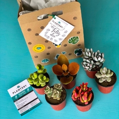 SUCU BOX: 6 suculentas chicas - comprar online
