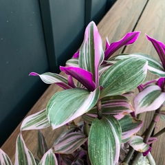 DÚO CARRUSEL GRANDE + TRADESCANTIA FLUMINENSIS - comprar online