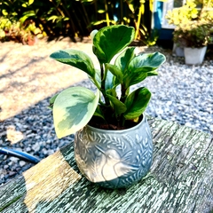 Maceta Colibri - tienda online