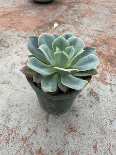 MINI SUCULENTA - comprar online