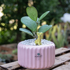 MACETA CARRUSEL MEDIANA