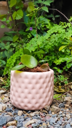 DÚO TETRIS + PILEA PEPEROMOIDES