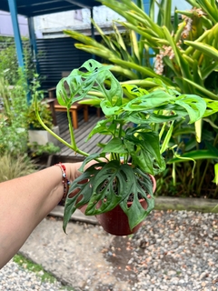 PHILODENDRO PERUVIANO CHICO - Plantery