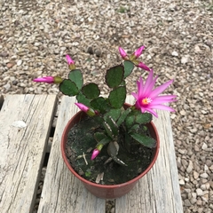 RHIPSALIDOPSIS, SANTA TERESITA O CACTUS ORQUÍDEA FUCSIA en internet