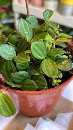 PEPEROMIA SANDIA/TERRAGONA en internet