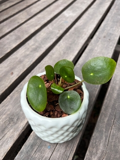DÚO TETRIS + PILEA PEPEROMOIDES - Plantery