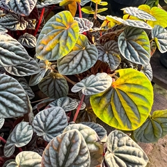 Peperomia Caperaya Rubella / Peperomia Rugosa - comprar online