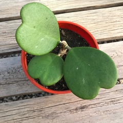 HOYA KERRII