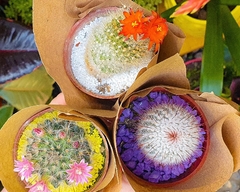 PACK SOL : 3 MINI CACTUS - comprar online